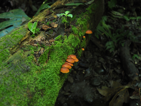 P5291497.jpg