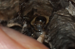 PA231453.jpg